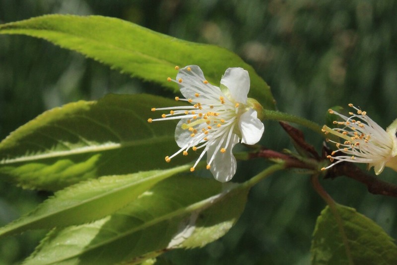 Prunus rufa photo 7