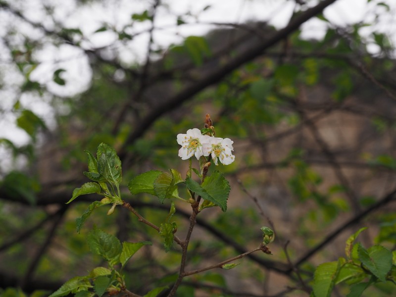Prunus rufa photo 8
