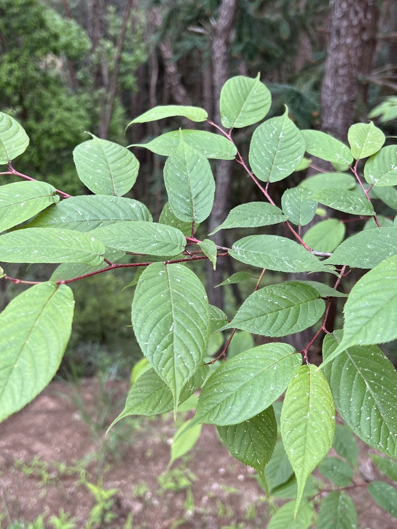 Prunus rufoides photo 2
