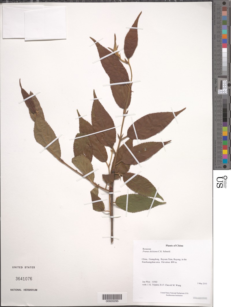 Prunus rufoides photo 3