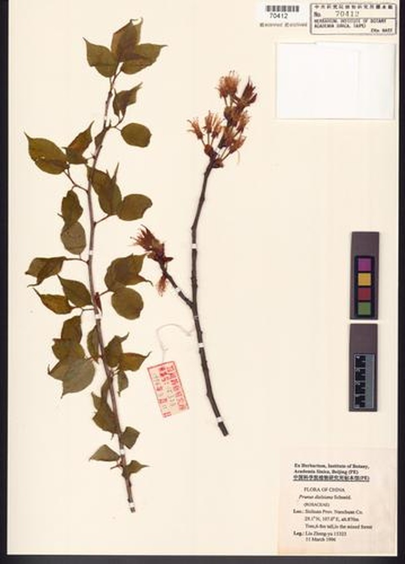 Prunus rufoides photo 4