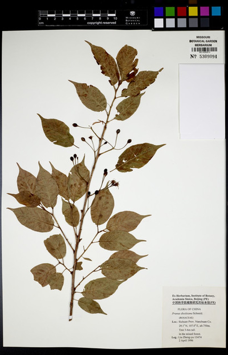 Prunus rufoides photo 5