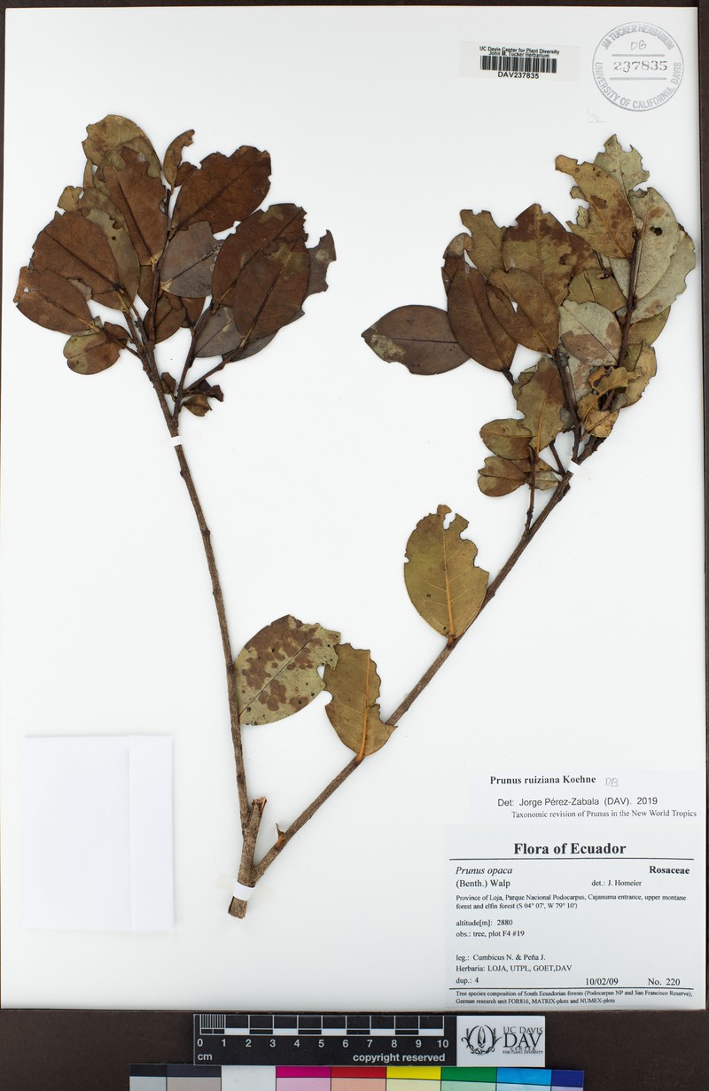 Prunus ruiziana