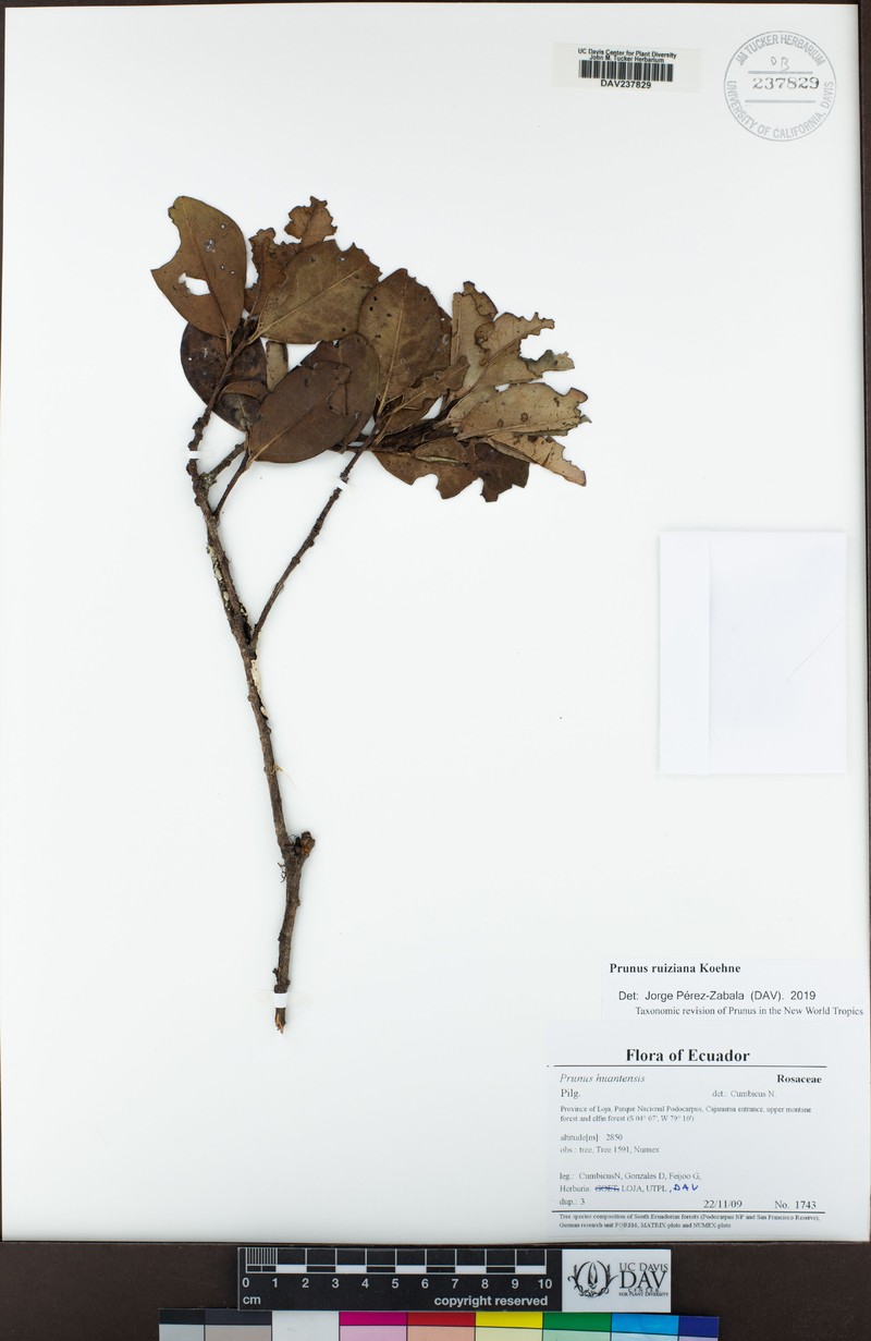 Prunus ruiziana photo 2