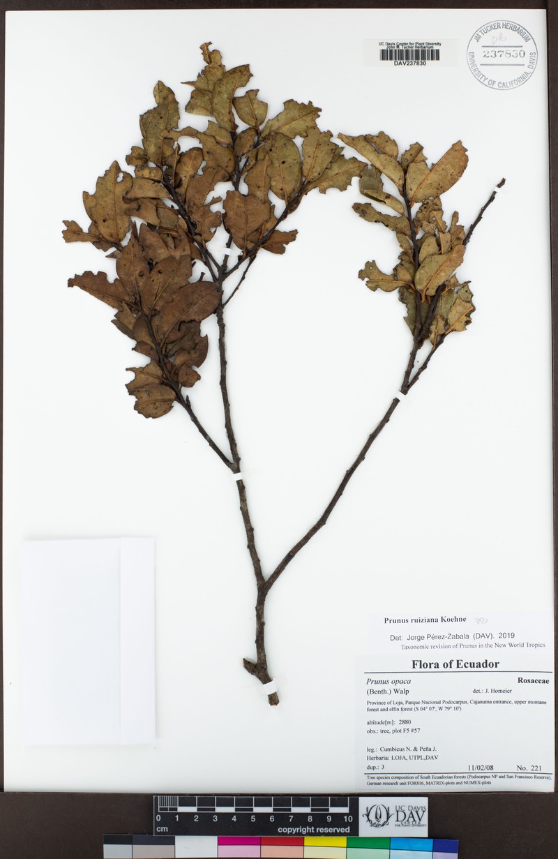 Prunus ruiziana photo 3