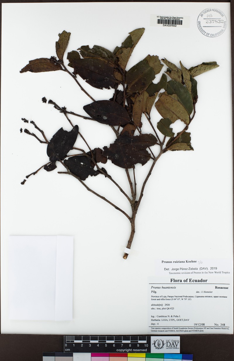 Prunus ruiziana photo 4