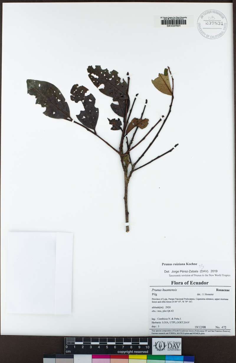 Prunus ruiziana photo 5