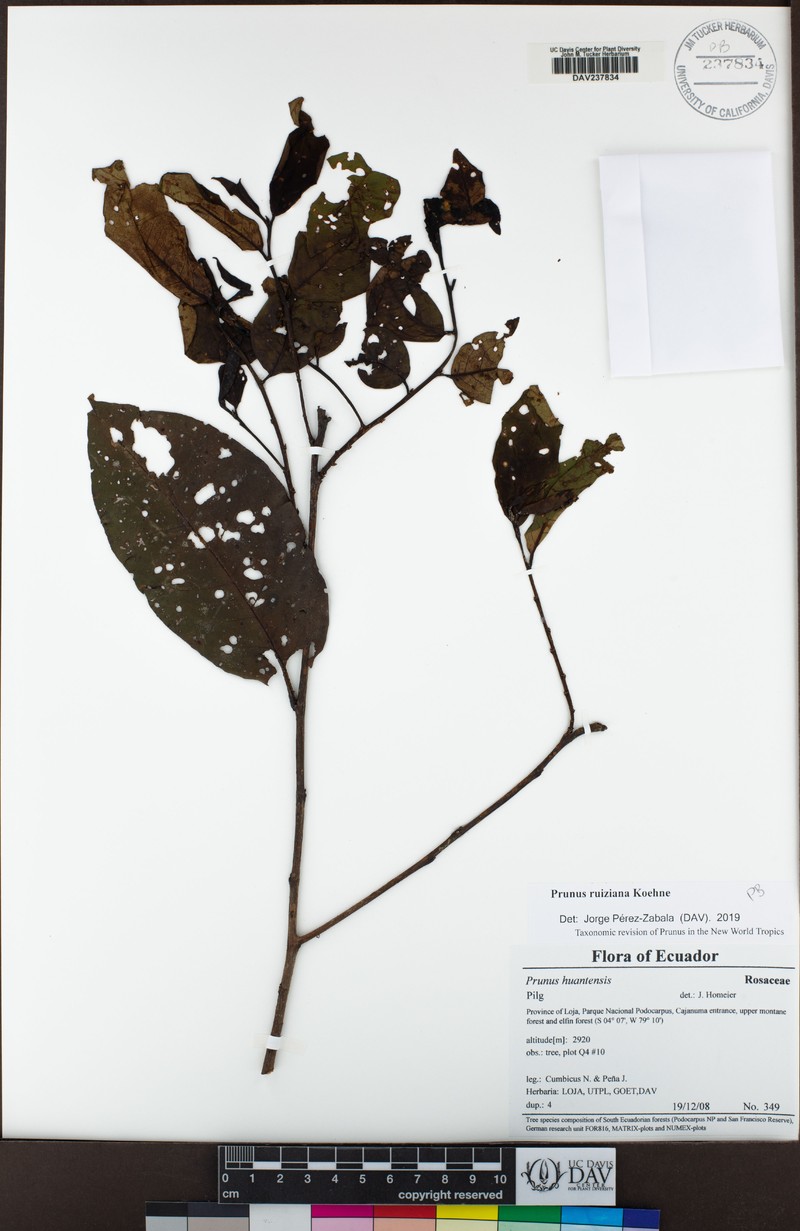 Prunus ruiziana photo 6