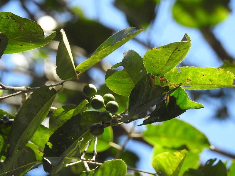 Prunus salasii photo 2