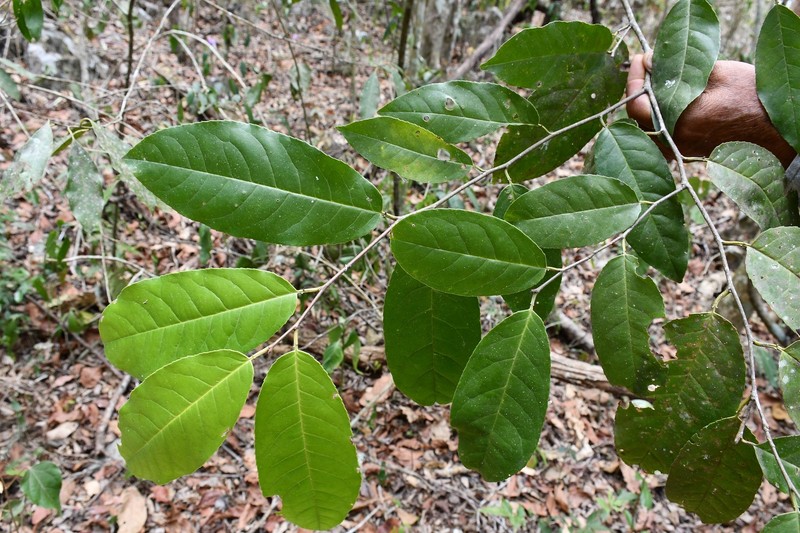 Prunus salasii photo 4