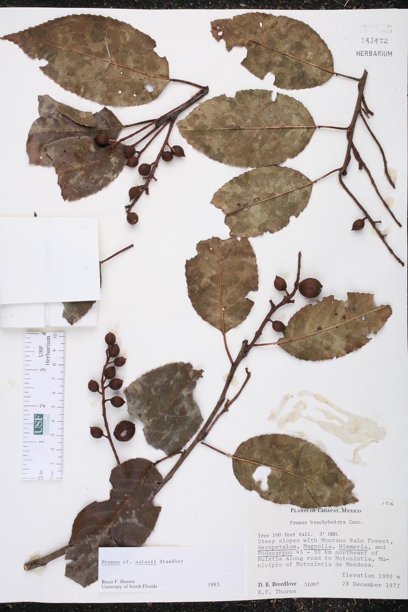 Prunus salasii photo 7