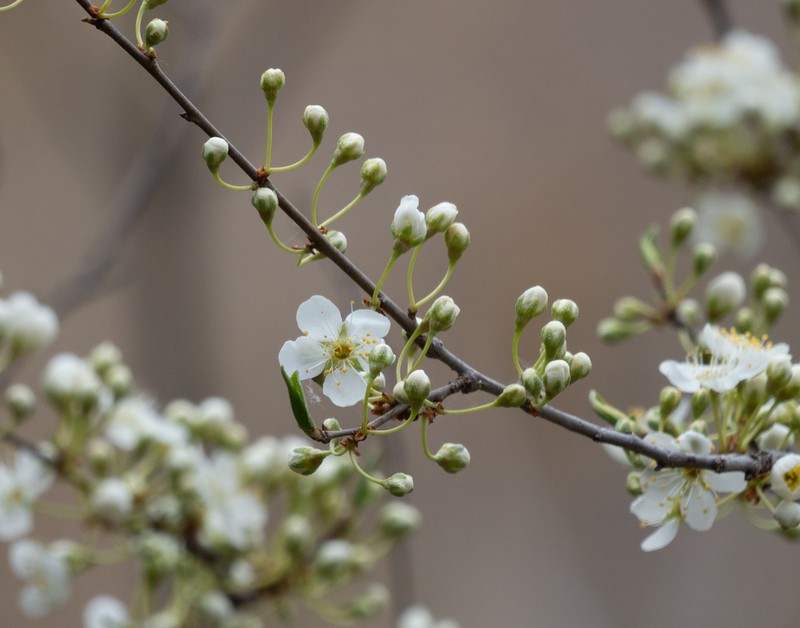 Japanese Plum