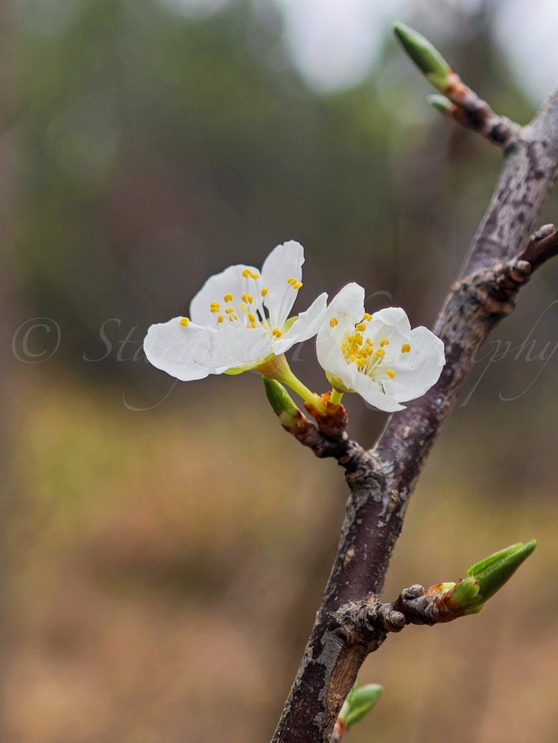 Japanese Plum photo 2