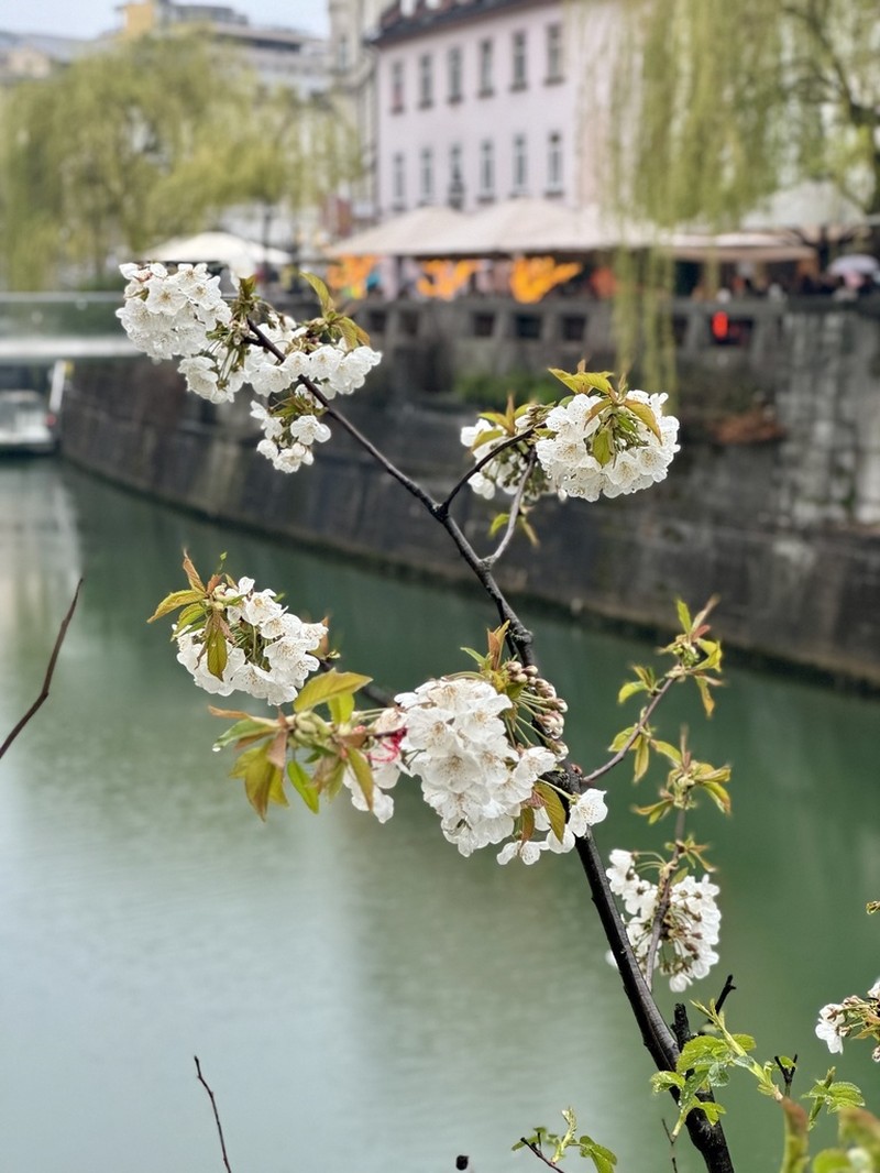 Japanese Plum photo 3