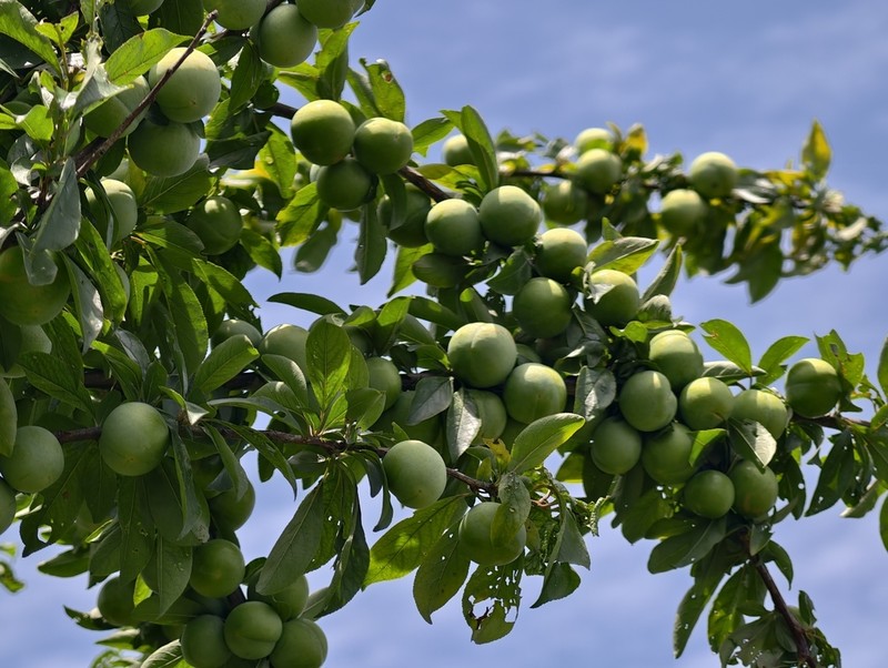 Japanese Plum photo 4