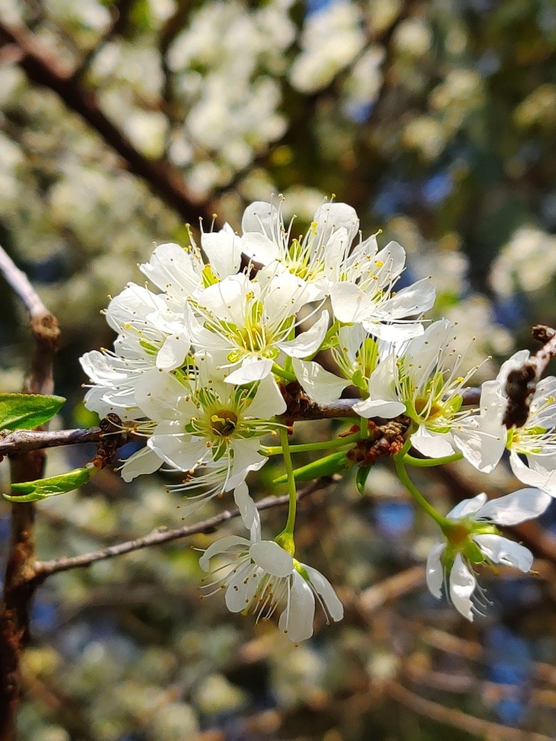 Japanese Plum photo 5