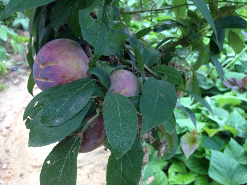 Japanese Plum photo 6