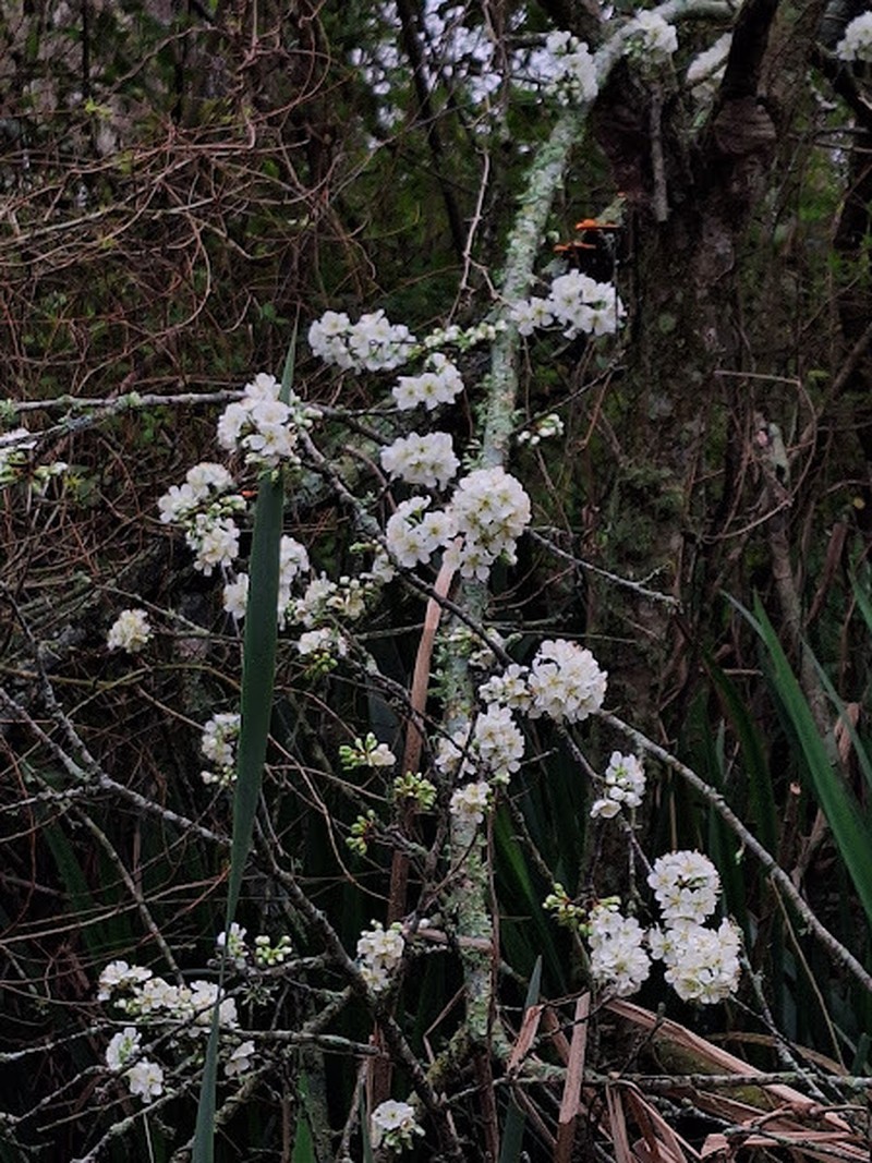 Japanese Plum photo 7