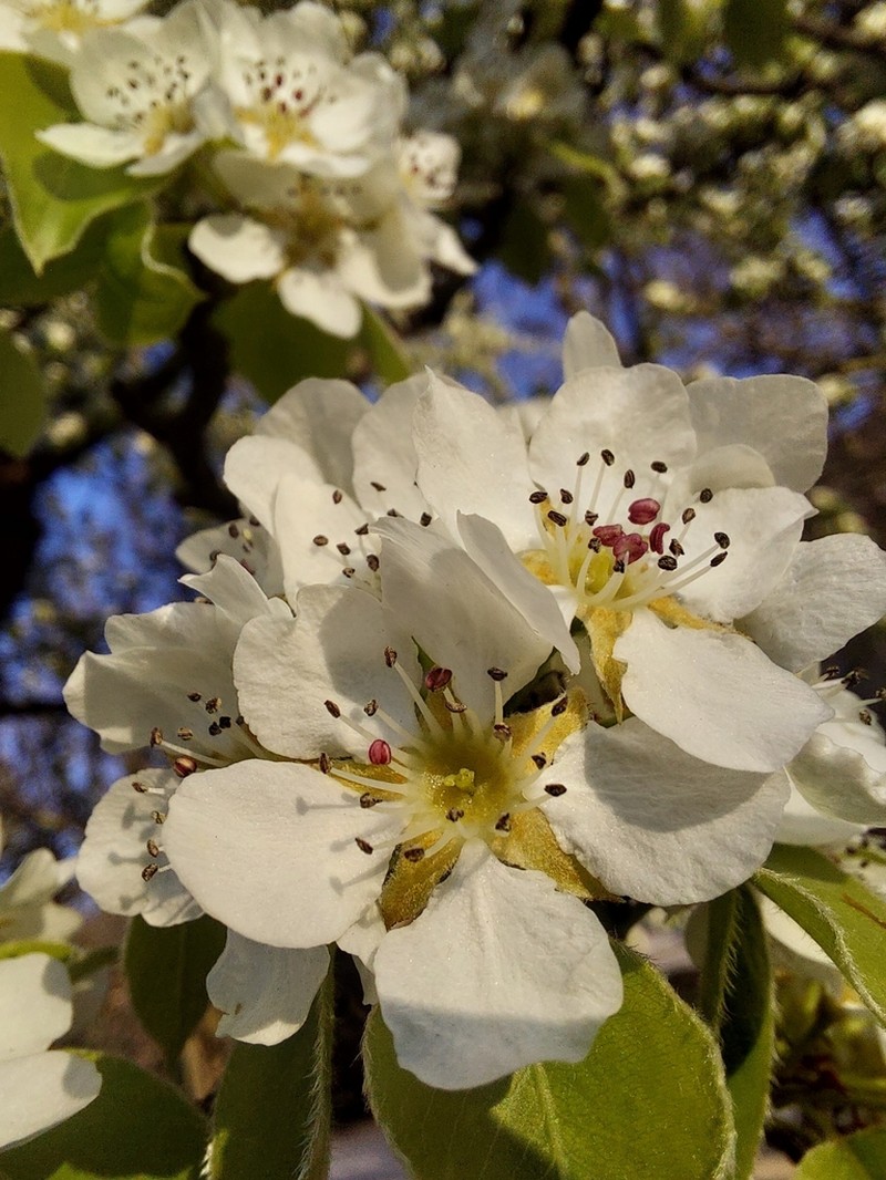 Japanese Plum photo 8