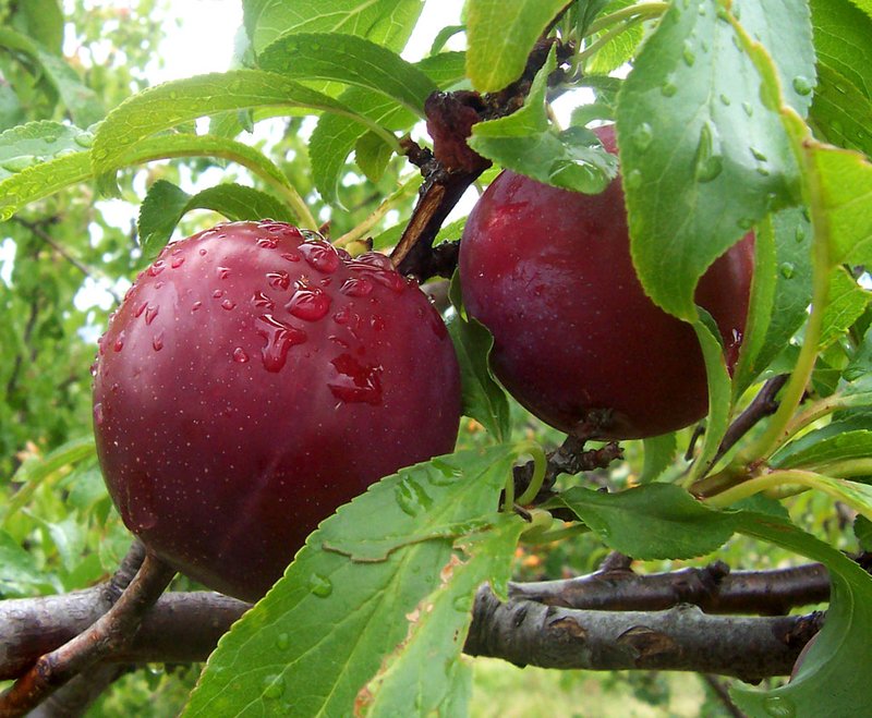 Japanese Plum