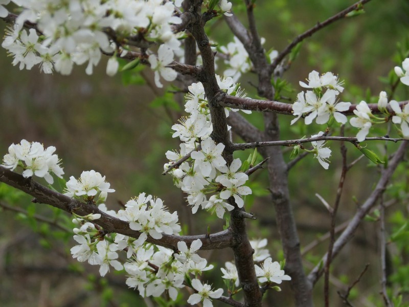 Prunus salicina var. mandshurica