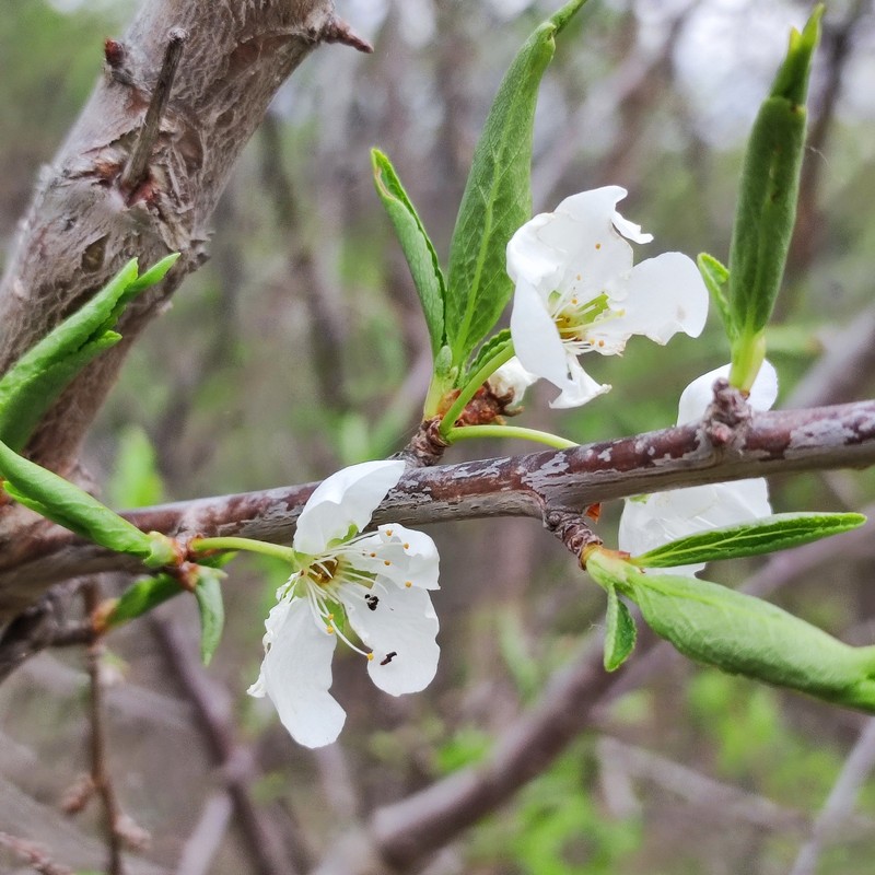 Prunus salicina var. mandshurica photo 2