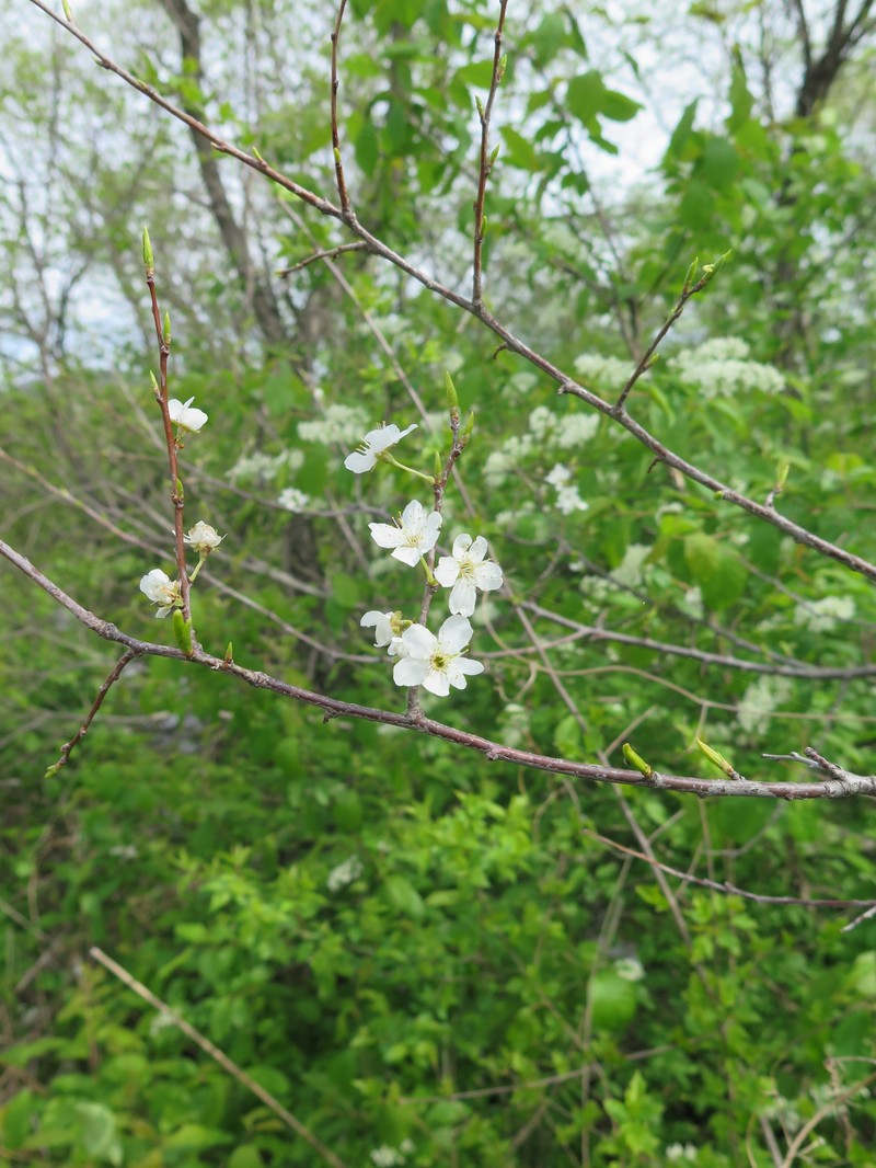 Prunus salicina var. mandshurica photo 3