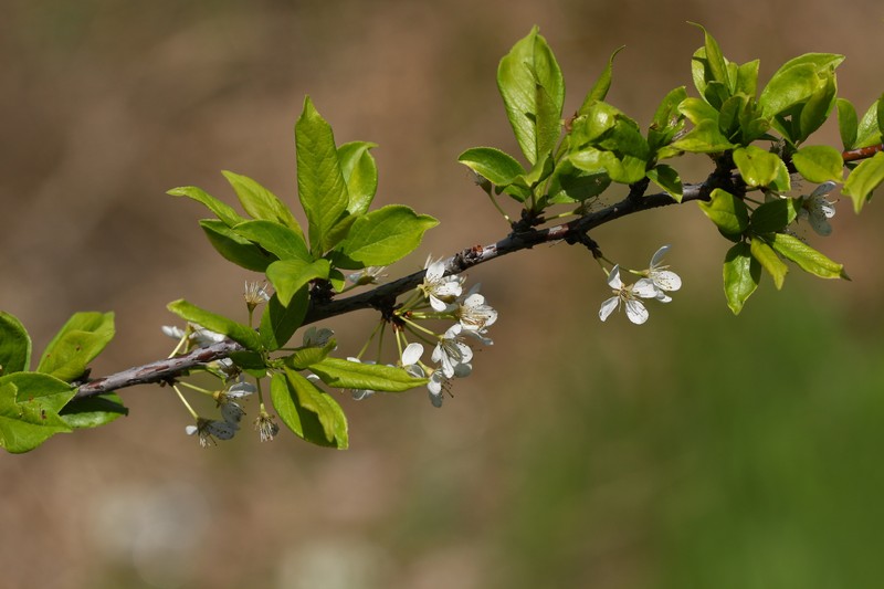 Prunus salicina var. mandshurica photo 4