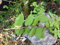 Prunus samydoides