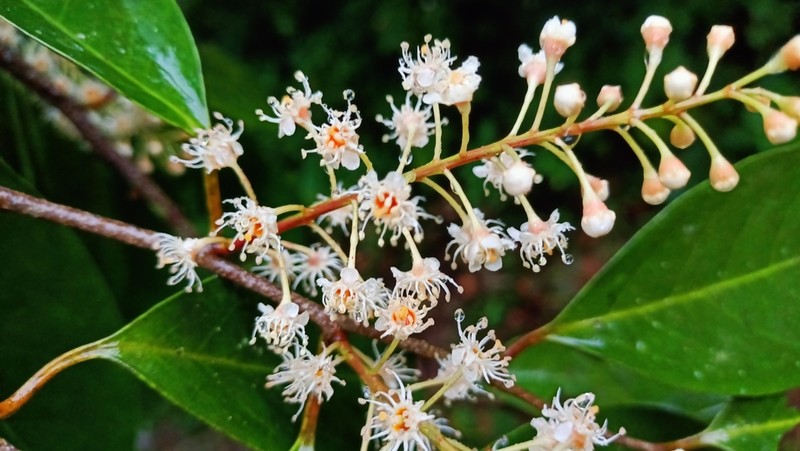 Prunus samydoides photo 2