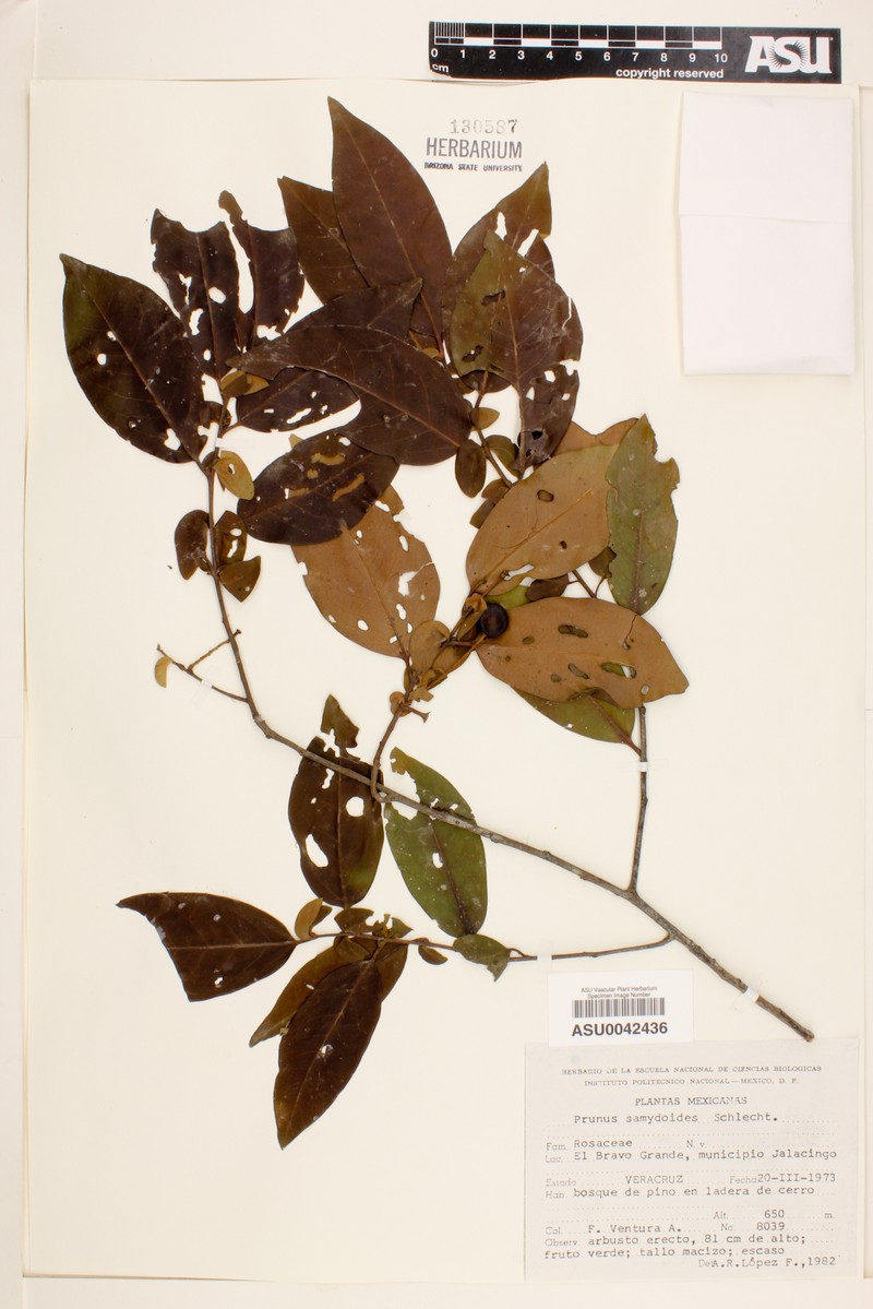 Prunus samydoides photo 3