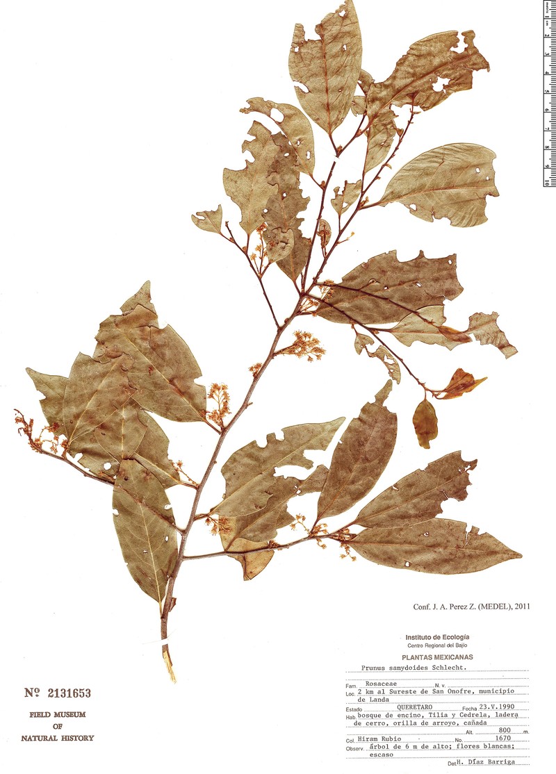 Prunus samydoides photo 4