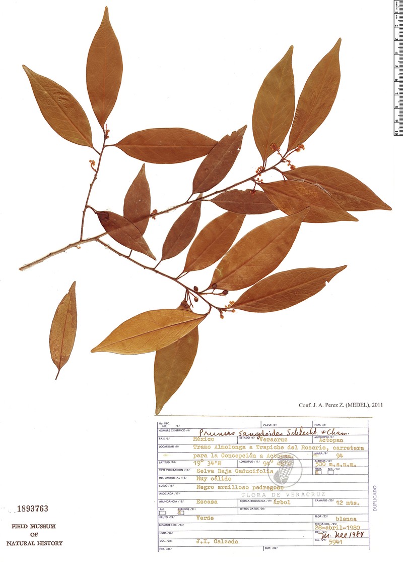Prunus samydoides photo 5