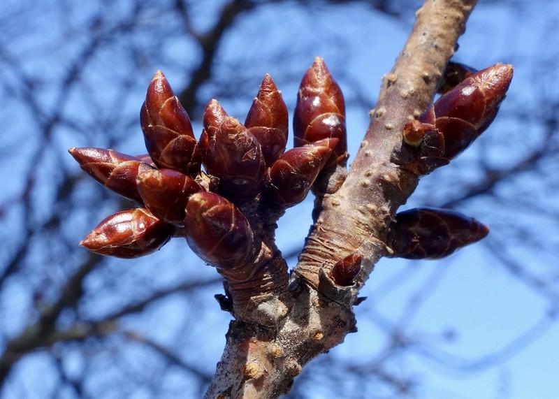 Prunus sargentii photo 2