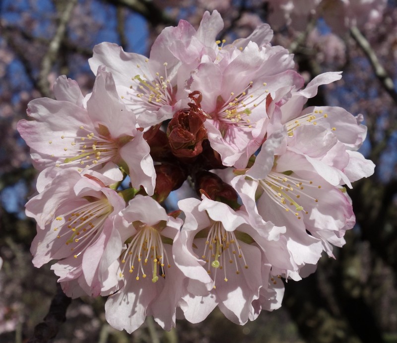 Prunus sargentii photo 3