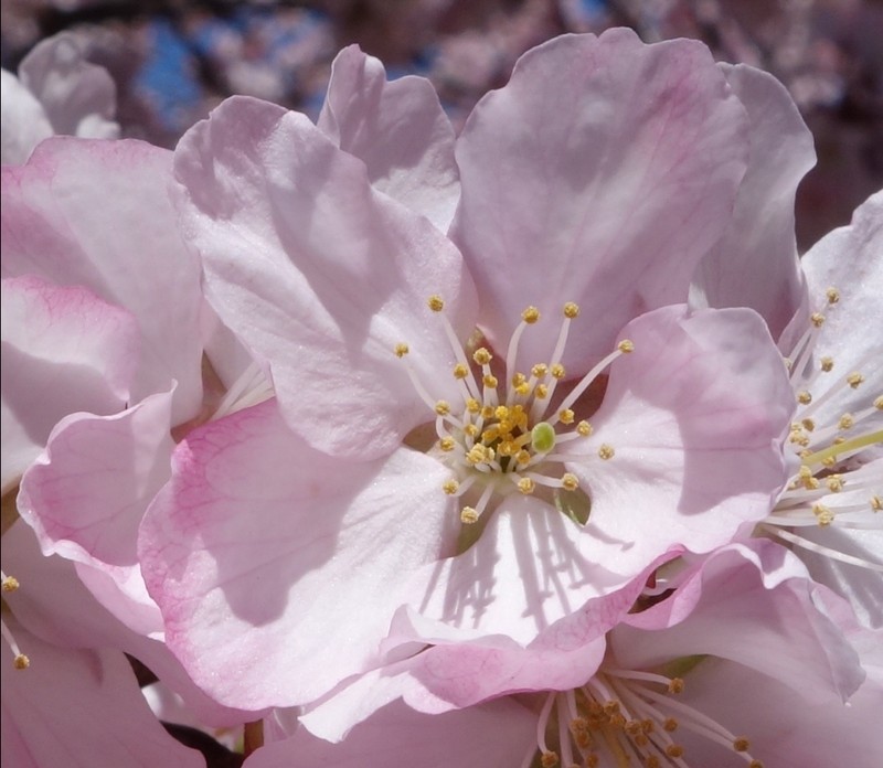Prunus sargentii photo 4