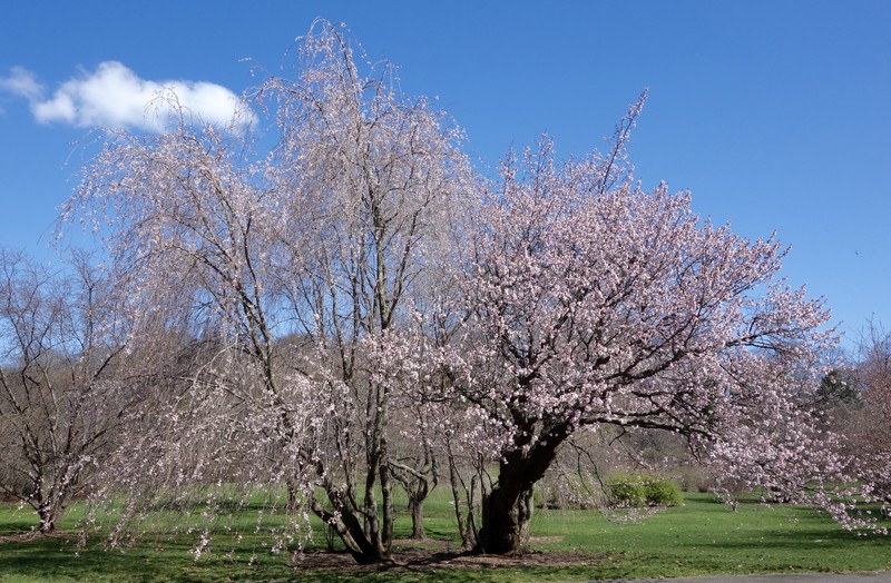 Prunus sargentii photo 5