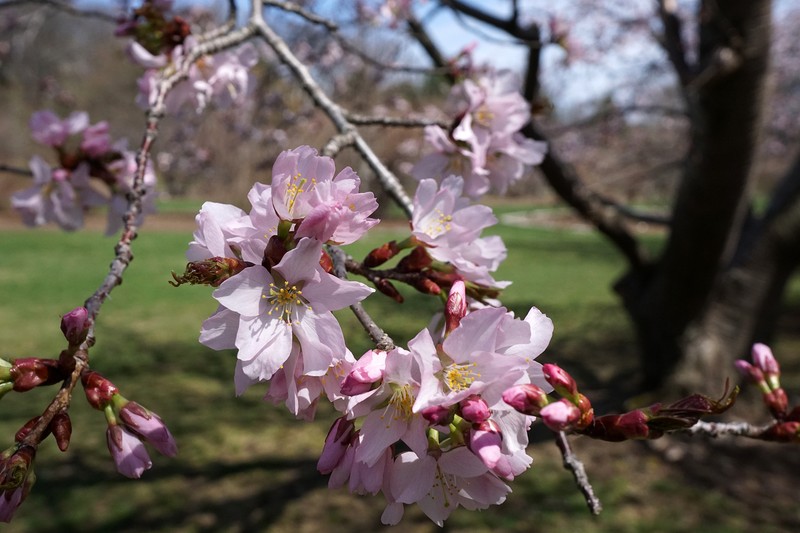 Prunus sargentii photo 6