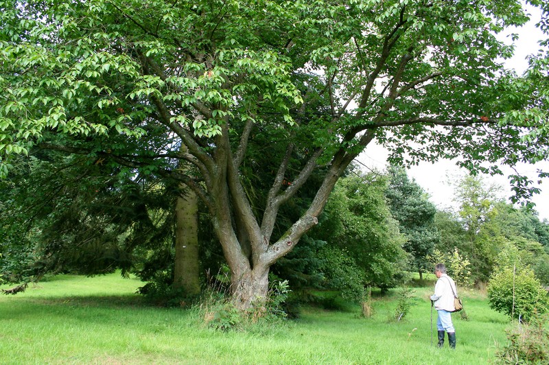 Prunus sargentii photo 7