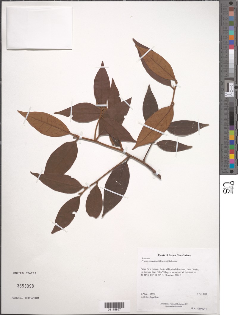 Prunus schlechteri