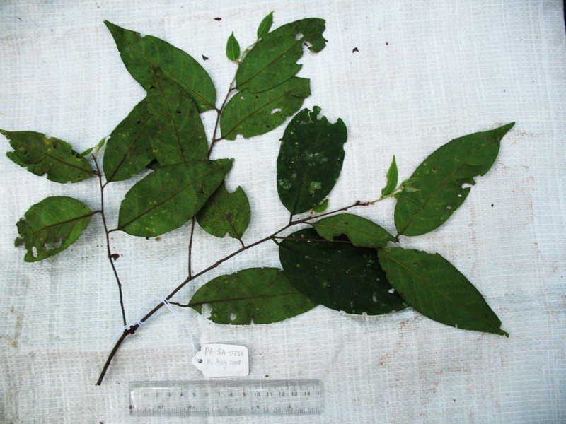 Prunus schlechteri photo 2