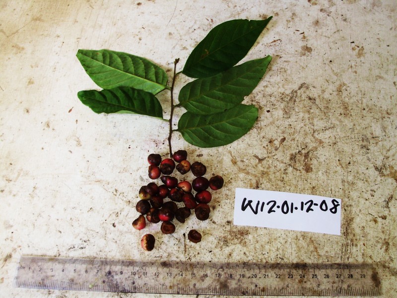 Prunus schlechteri photo 3