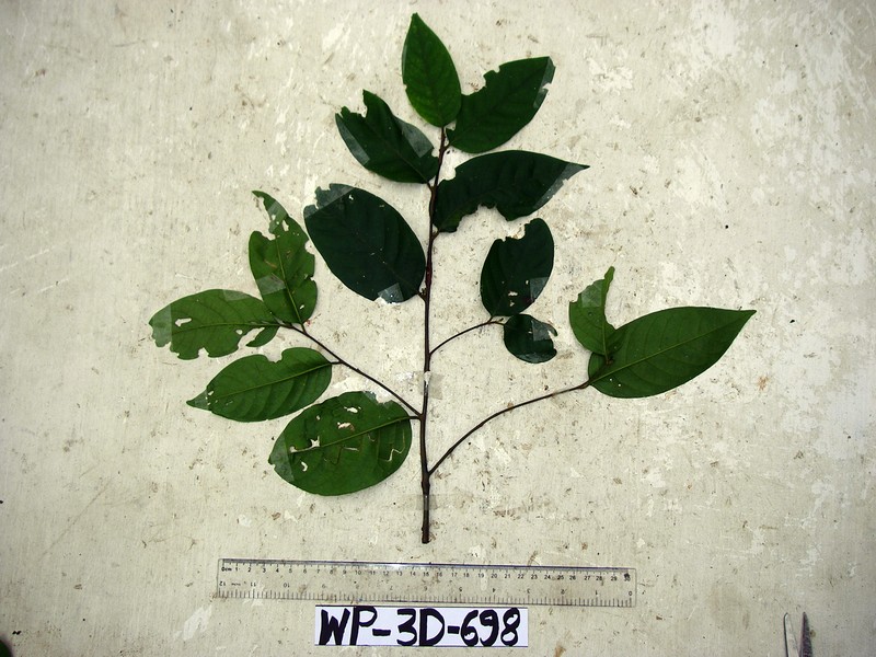 Prunus schlechteri photo 4