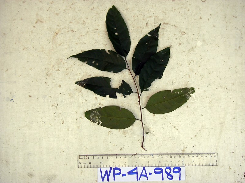 Prunus schlechteri photo 5