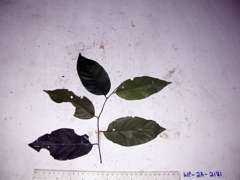 Prunus schlechteri photo 6