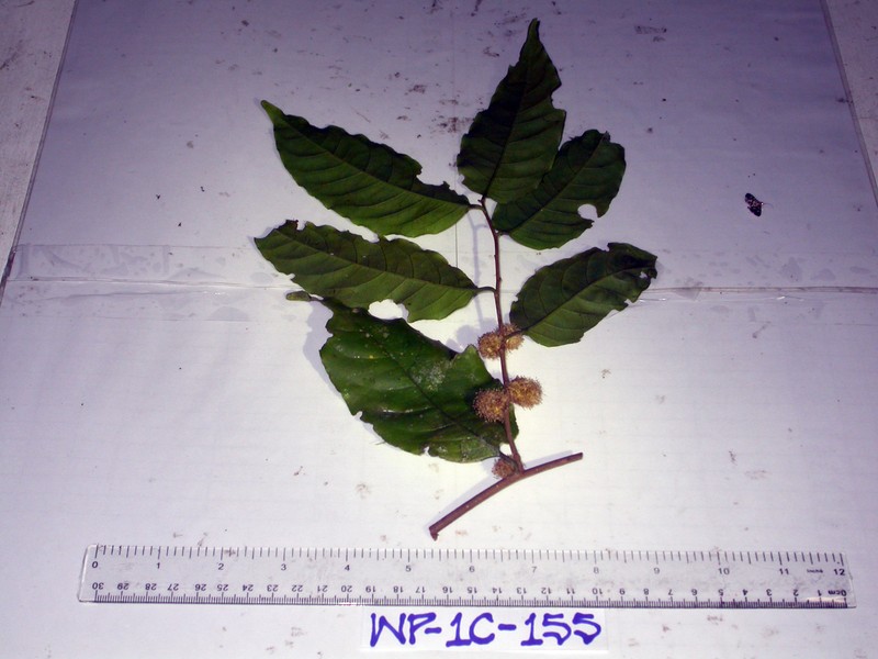 Prunus schlechteri photo 7