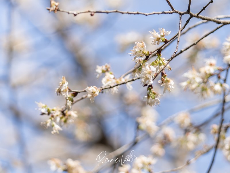 Prunus schneideriana