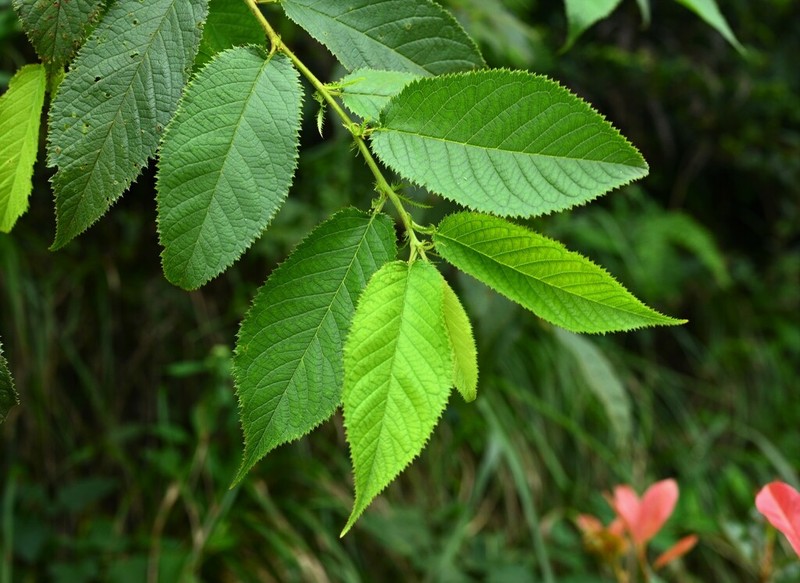 Prunus schneideriana photo 2