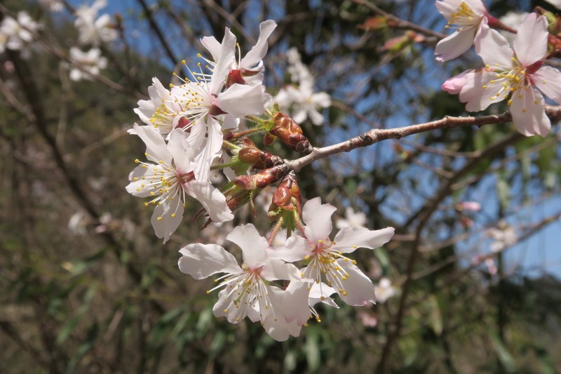 Prunus schneideriana photo 3
