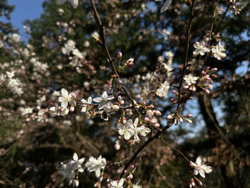 Prunus schneideriana photo 4